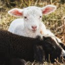 Cute Lamb  screen for extension Chrome web store in OffiDocs Chromium