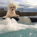 Cute landscape dog  screen for extension Chrome web store in OffiDocs Chromium