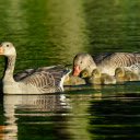 Cute little geese  screen for extension Chrome web store in OffiDocs Chromium