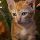 Cute little yellow cat  screen for extension Chrome web store in OffiDocs Chromium