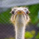 Cute Ostrich  screen for extension Chrome web store in OffiDocs Chromium