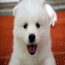 Download gratuito Cute Puppy: foto o immagine gratuita da modificare con l'editor di immagini online GIMP