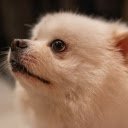 Cute Puppy  screen for extension Chrome web store in OffiDocs Chromium