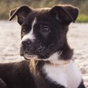Cute Puppy Beach Theme  screen for extension Chrome web store in OffiDocs Chromium