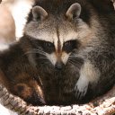 Cute Raccoon  screen for extension Chrome web store in OffiDocs Chromium