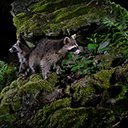 Cute Raccoon  screen for extension Chrome web store in OffiDocs Chromium