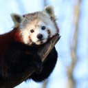 Cute Red Panda  screen for extension Chrome web store in OffiDocs Chromium