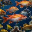 Cute sea fish  screen for extension Chrome web store in OffiDocs Chromium