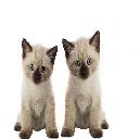 Cute Siamese Kittens Theme  screen for extension Chrome web store in OffiDocs Chromium