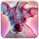 Cutest Puppy In The World  screen for extension Chrome web store in OffiDocs Chromium