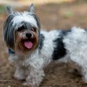 Cute Yorkshire Terrier Dog Outdoors  screen for extension Chrome web store in OffiDocs Chromium