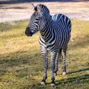 Cute Zebra  screen for extension Chrome web store in OffiDocs Chromium