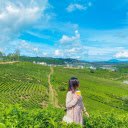 Cầu Đất Tea Hill – A Breathtaking Green Paradise in Đà Lạt  screen for extension Chrome web store in OffiDocs Chromium