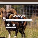 Cuu Rung  screen for extension Chrome web store in OffiDocs Chromium