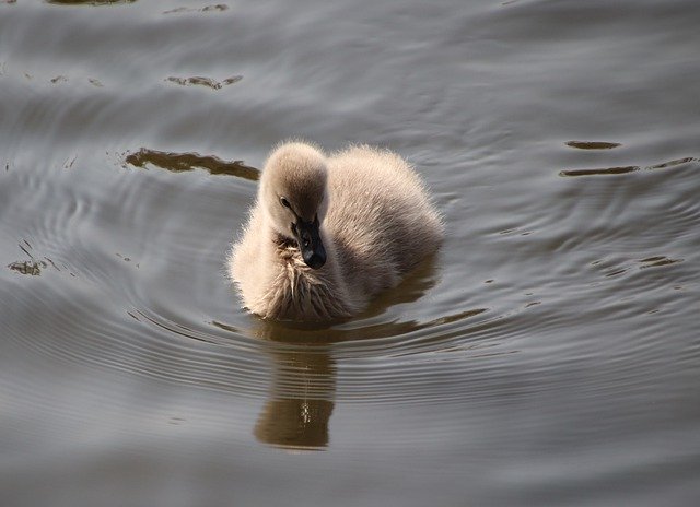 Free download cygnet baby swan bird animal free picture to be edited with GIMP free online image editor