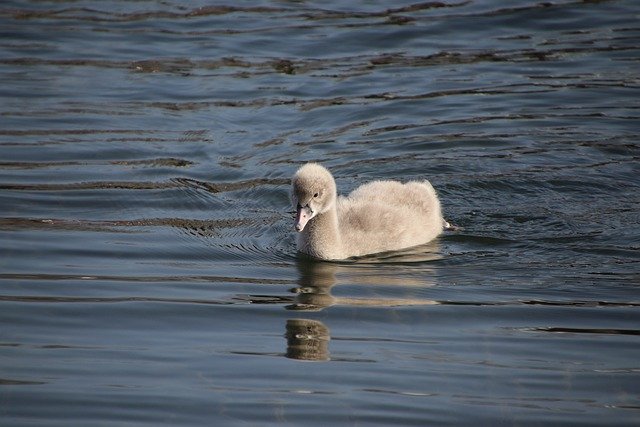 Free download cygnet bird animal baby swan free picture to be edited with GIMP free online image editor