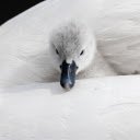Cygnet swan  screen for extension Chrome web store in OffiDocs Chromium