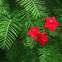 Cypress Flower Wallpaper  screen for extension Chrome web store in OffiDocs Chromium