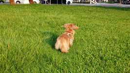 تنزيل Dachshund Dog Puppy مجانًا - فيديو مجاني ليتم تحريره باستخدام محرر الفيديو عبر الإنترنت OpenShot