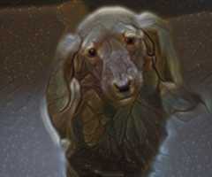 Free download Dachshund free photo or picture to be edited with GIMP online image editor