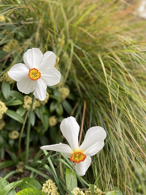 Free download daffodil flowers grass garden free picture to be edited with GIMP free online image editor