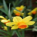 Daffodil Wallpaper  screen for extension Chrome web store in OffiDocs Chromium