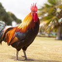 Dagacuadao Animal Theme  screen for extension Chrome web store in OffiDocs Chromium