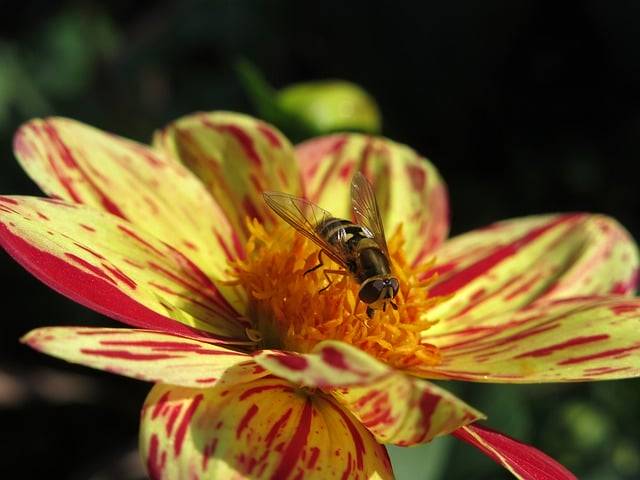 Бесплатно скачать георгин цветок цветение насекомое бесплатно изображение для редактирования с помощью бесплатного онлайн-редактора изображений GIMP
