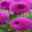 dahlia chrysanthemum flowers wallpaper  screen for extension Chrome web store in OffiDocs Chromium