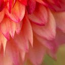 Dahlia Petals  screen for extension Chrome web store in OffiDocs Chromium