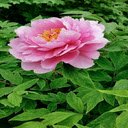 Dahlia Rose Wallpaper  screen for extension Chrome web store in OffiDocs Chromium