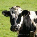 Dairy cow on the meadow  screen for extension Chrome web store in OffiDocs Chromium
