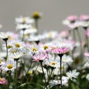 daisies  screen for extension Chrome web store in OffiDocs Chromium
