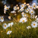 Daisies  screen for extension Chrome web store in OffiDocs Chromium