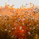 daisies bathed in the golden light of sunset  screen for extension Chrome web store in OffiDocs Chromium