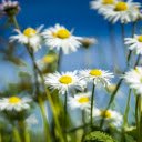 Daisies Bright, Skys Azure Kiss  screen for extension Chrome web store in OffiDocs Chromium