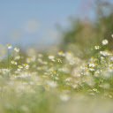 Daisies Dancing in a Meadow of Green Delight  screen for extension Chrome web store in OffiDocs Chromium