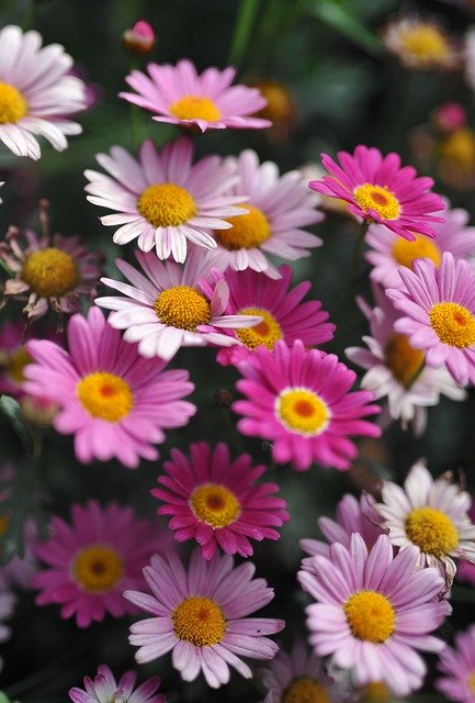Téléchargement gratuit marguerites fleurs plantes fleurs roses image gratuite à éditer avec l'éditeur d'images en ligne gratuit GIMP