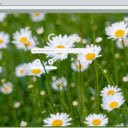 Daisy  screen for extension Chrome web store in OffiDocs Chromium