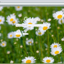 daisy  screen for extension Chrome web store in OffiDocs Chromium