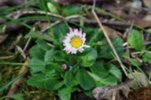 Free download Daisy Closeup free photo or picture to be edited with GIMP online image editor