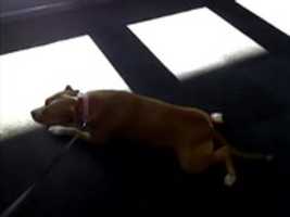 Free download Daisy Dead Phish  RIP I Loved her/ free photo or picture to be edited with GIMP online image editor