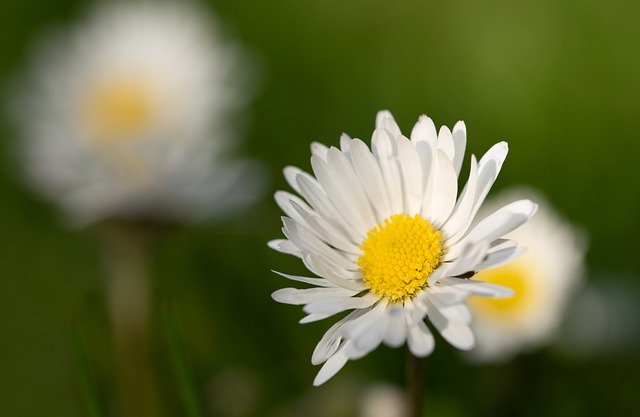 Free download daisy flower petals flora botany free picture to be edited with GIMP free online image editor