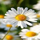 Daisy flower wallpaper  screen for extension Chrome web store in OffiDocs Chromium
