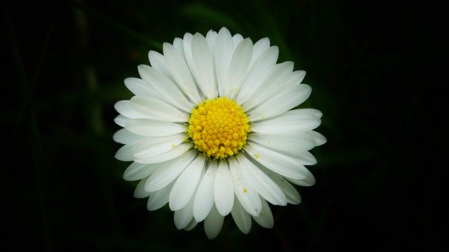 Free download daisy flower white flower plant free picture to be edited with GIMP free online image editor