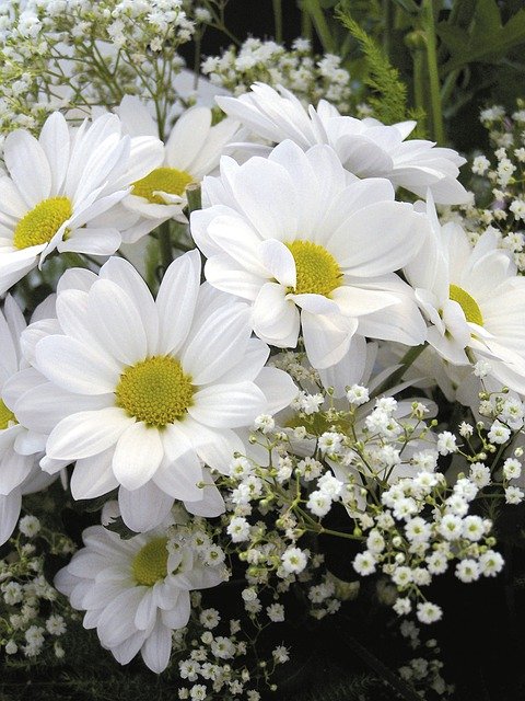 Free download daisy flower white holiday dear free picture to be edited with GIMP free online image editor