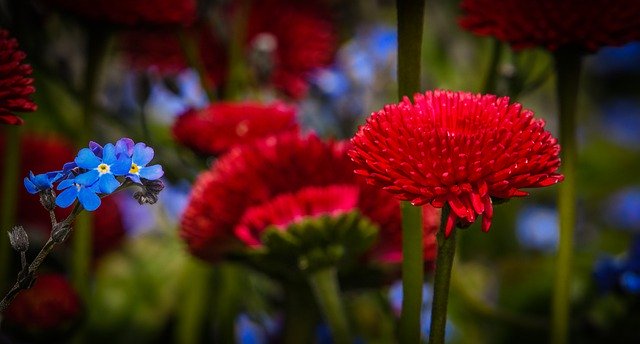 Free download daisy forget me not flowers plants free picture to be edited with GIMP free online image editor