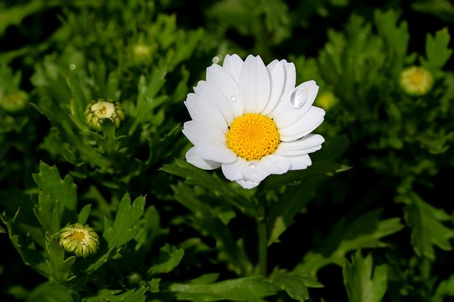 Free download daisy oxeye daisy marguerite daisy free picture to be edited with GIMP free online image editor