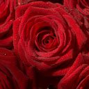 daisy red roses  screen for extension Chrome web store in OffiDocs Chromium