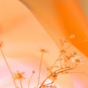 Daisy Under the Sunset Theme  screen for extension Chrome web store in OffiDocs Chromium
